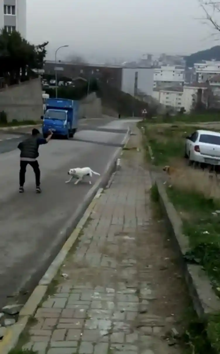 Pendik’te okula giden 10 yaşındaki çocuğu sokak köpekleri saldırdı