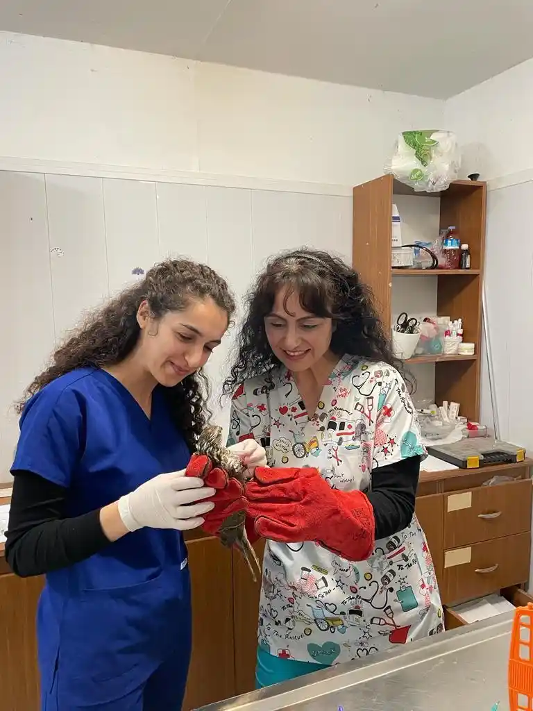 Şahin yavrusunu kurtarmak için seferber oldu
