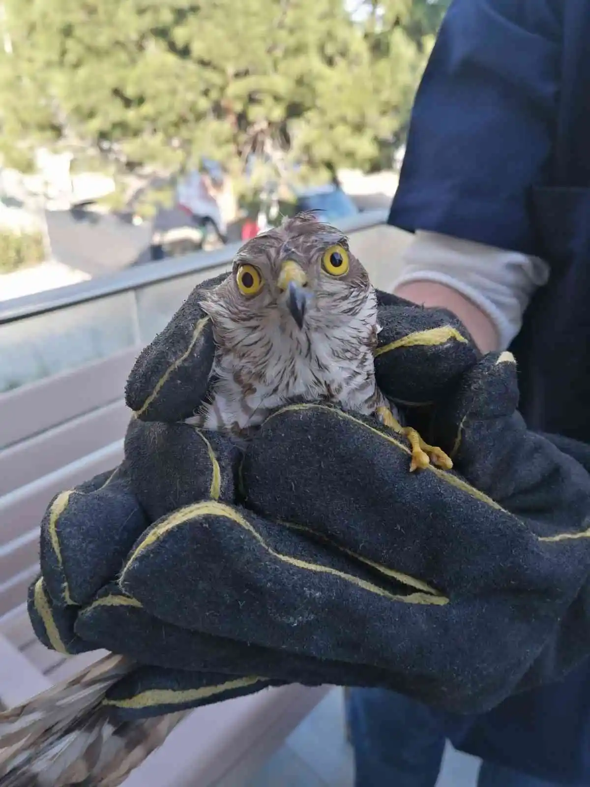 Şahin yavrusunu kurtarmak için seferber oldu
