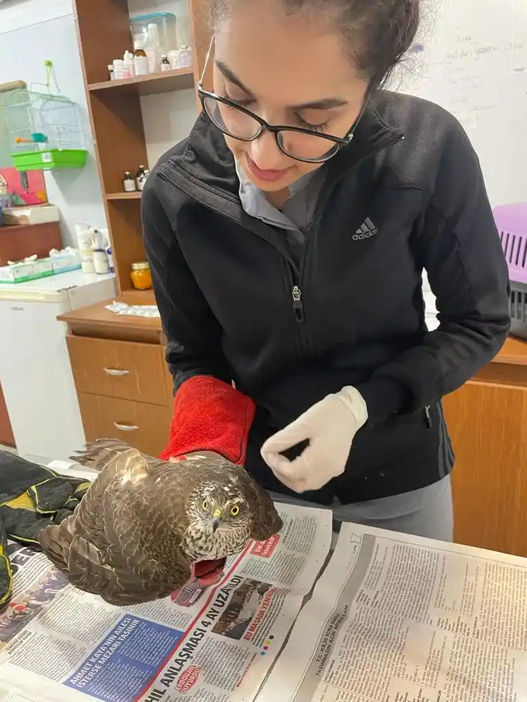 Şahin yavrusunu kurtarmak için seferber oldu
