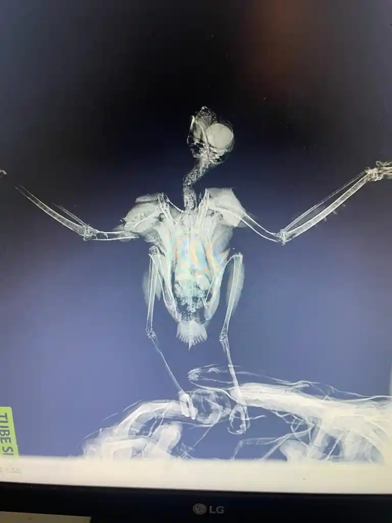 Şahin yavrusunu kurtarmak için seferber oldu
