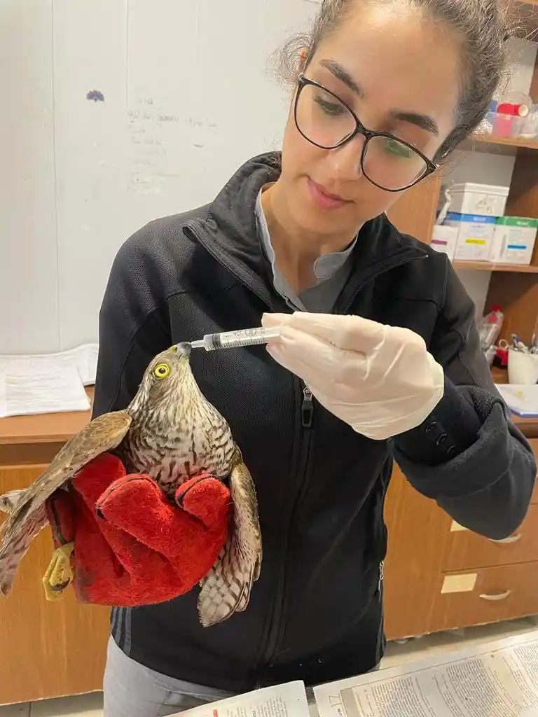 Şahin yavrusunu kurtarmak için seferber oldu
