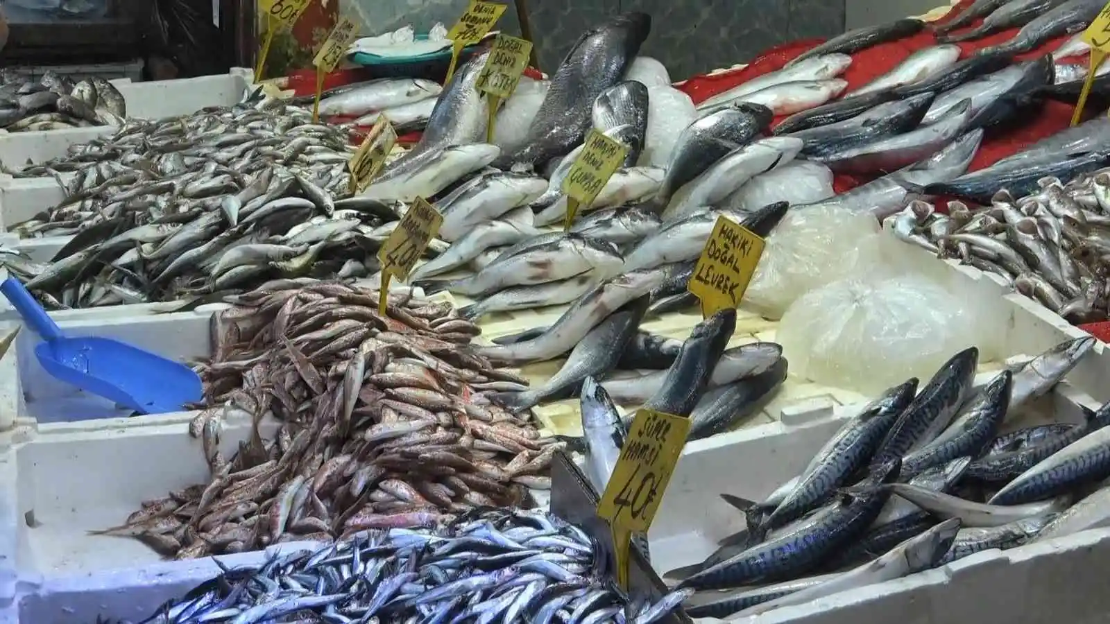 Sıcak hava balığı etkilemedi, balık bol, satışlar yoğun