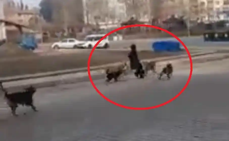 Sinop'ta başıboş köpekler yoldan geçen genç kıza saldırdı