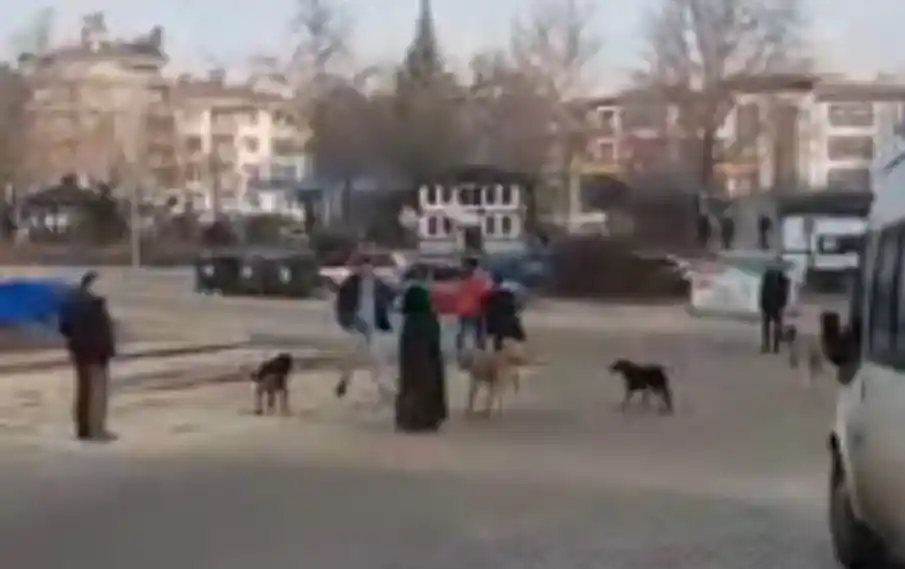 Sinop’ta başıboş köpekler yoldan geçen genç kıza saldırdı
