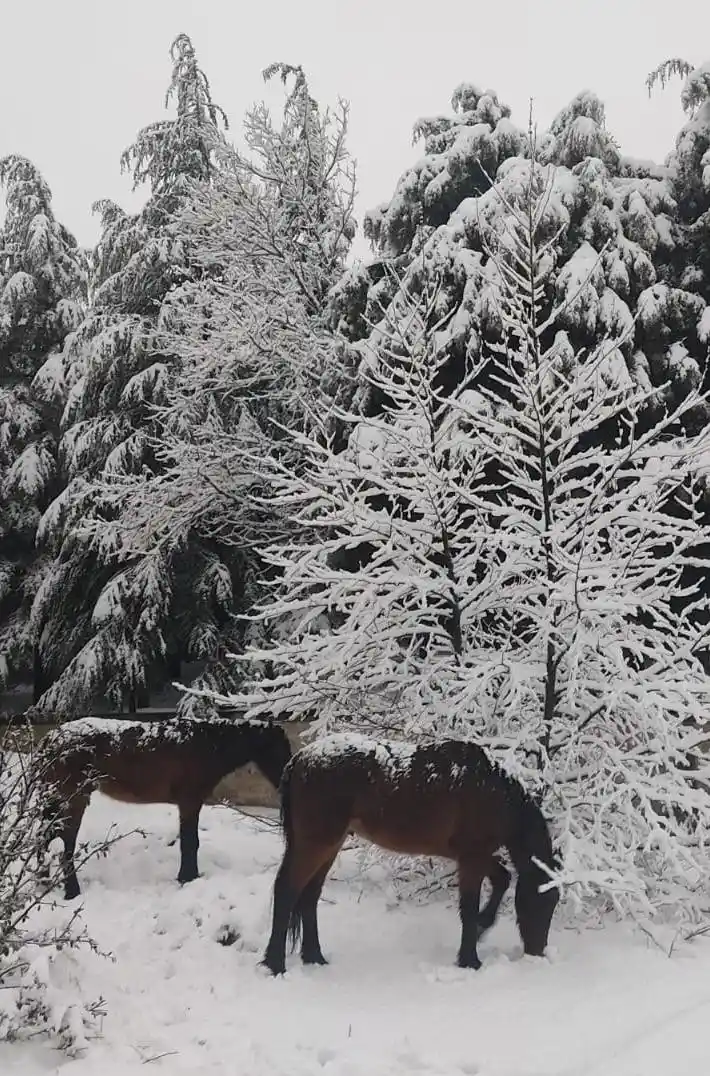 Spil Dağı Milli Parkı beyaza büründü
