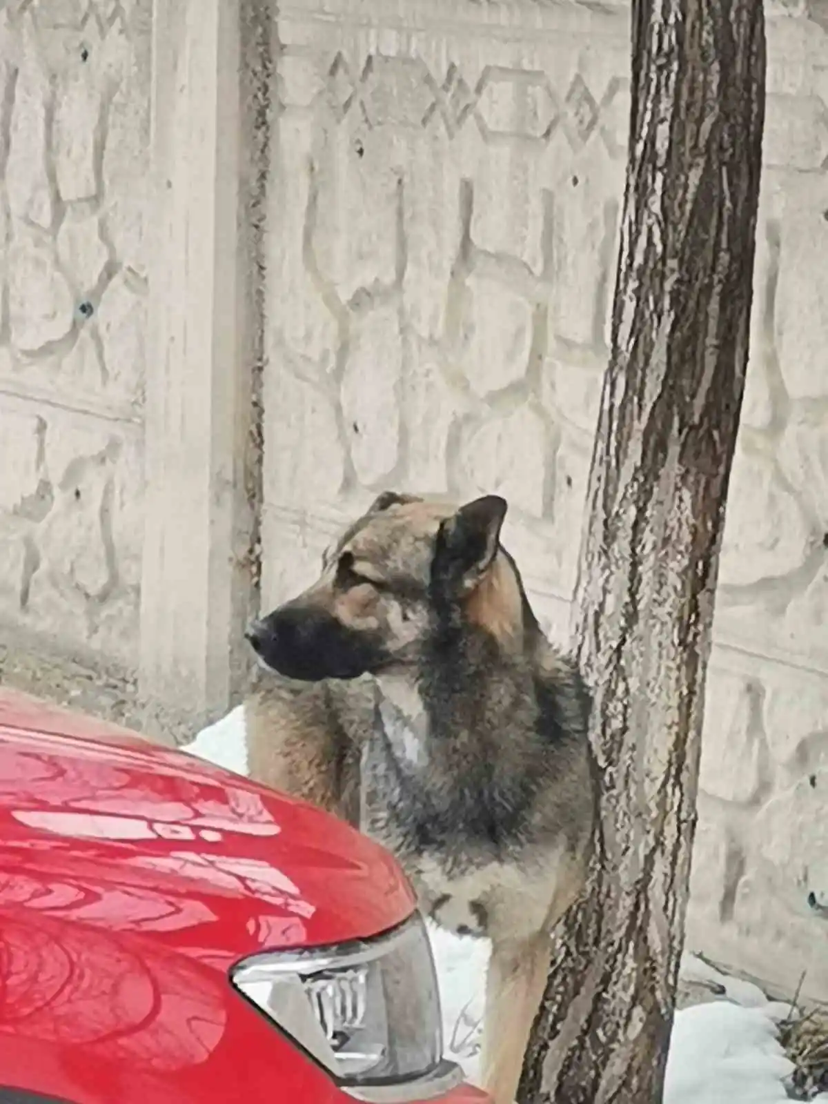 Van’da çocuğun ölümüne sebep olan köpekle ilgili bir kişi gözaltına alındı