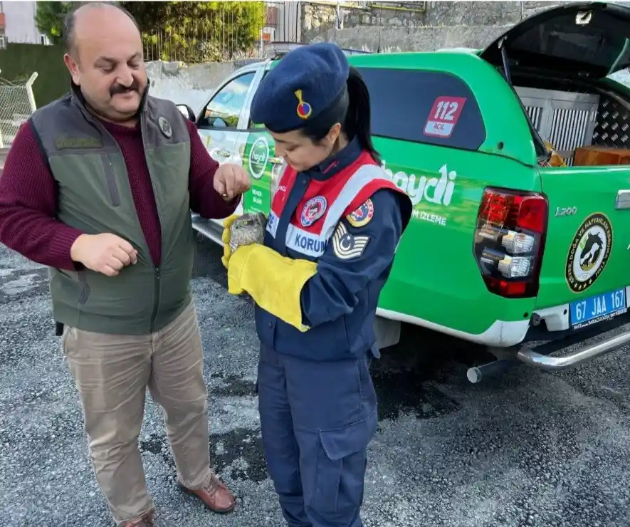 Yaralı atmacaya jandarma şefkati