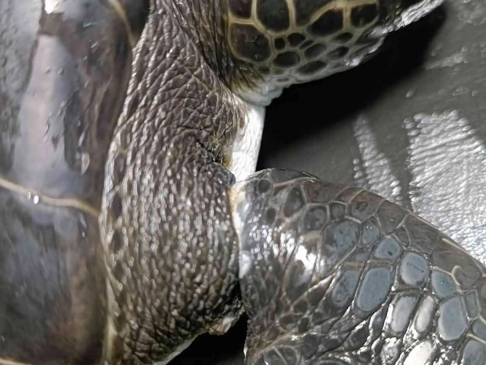 Yavru yeşil deniz kaplumbağası DEKAMER’de tedaviye alındı
