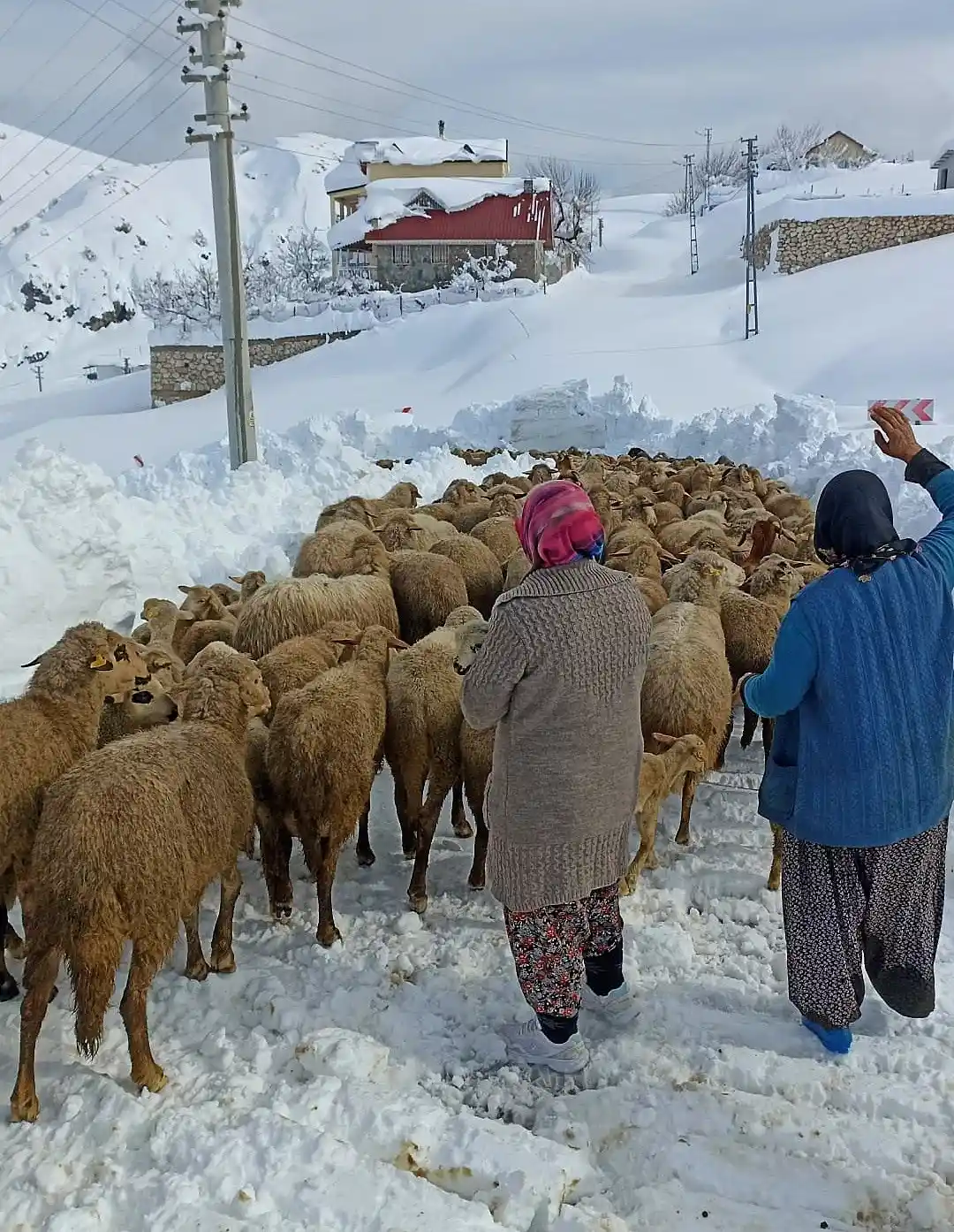 Yaylada koyunlarıyla birlikte 3 gün mahsur kalan çobanı belediye ekipleri kurtardı
