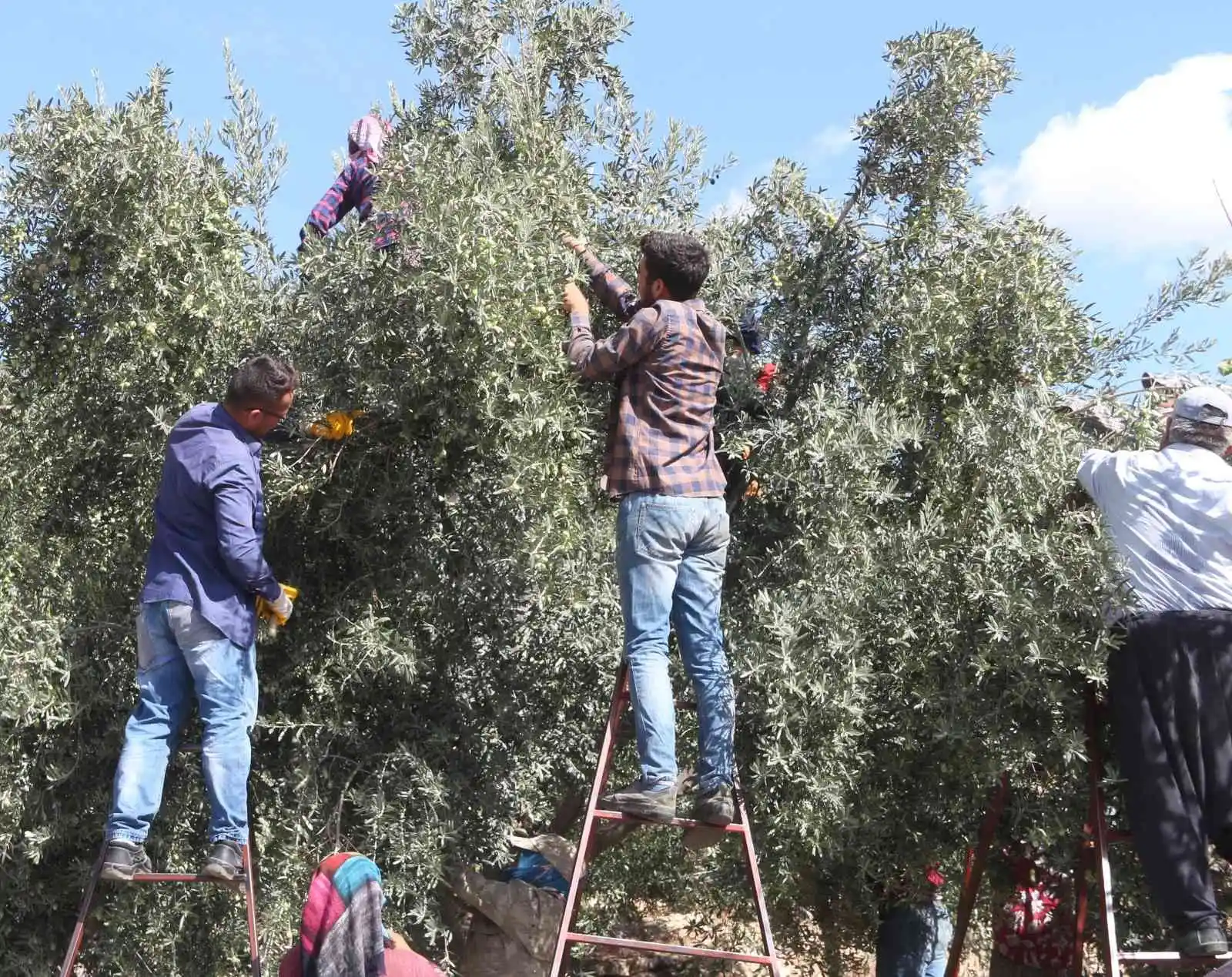 Zeytinde hasat sona erdi, üreticinin yüzü güldü