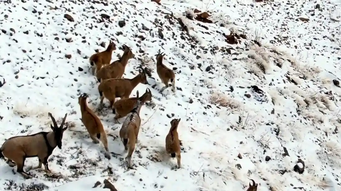Zirvesi karla kaplanan dağda gezinen dağ keçileri havadan görüntülendi
