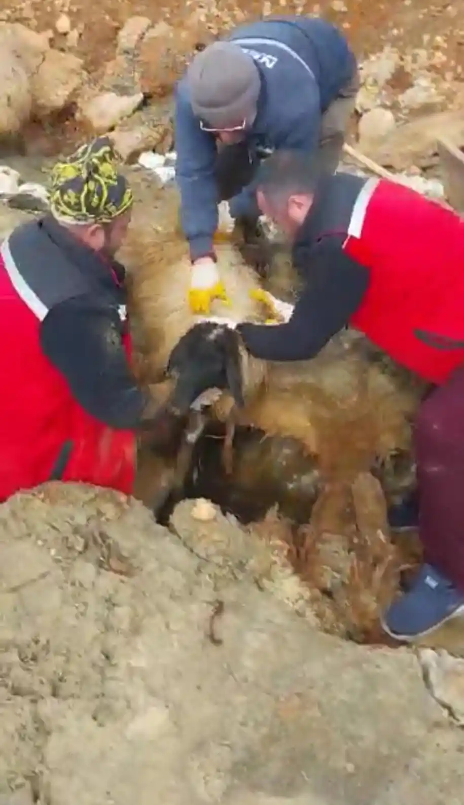 322 saat sonra enkazdan iki koyun ve bir kuzu canlı çıkarıldı