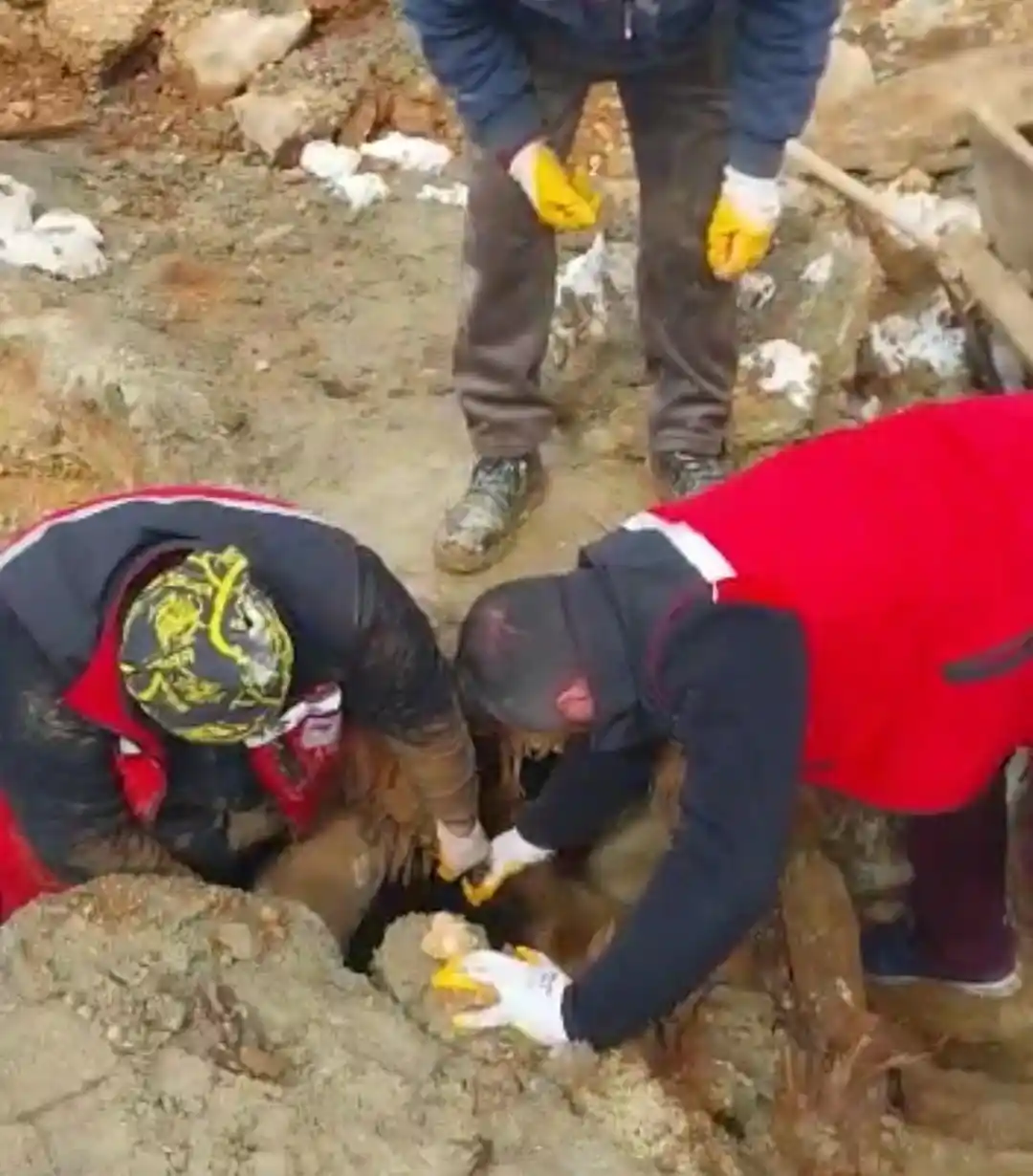 322 saat sonra enkazdan iki koyun ve bir kuzu canlı çıkarıldı