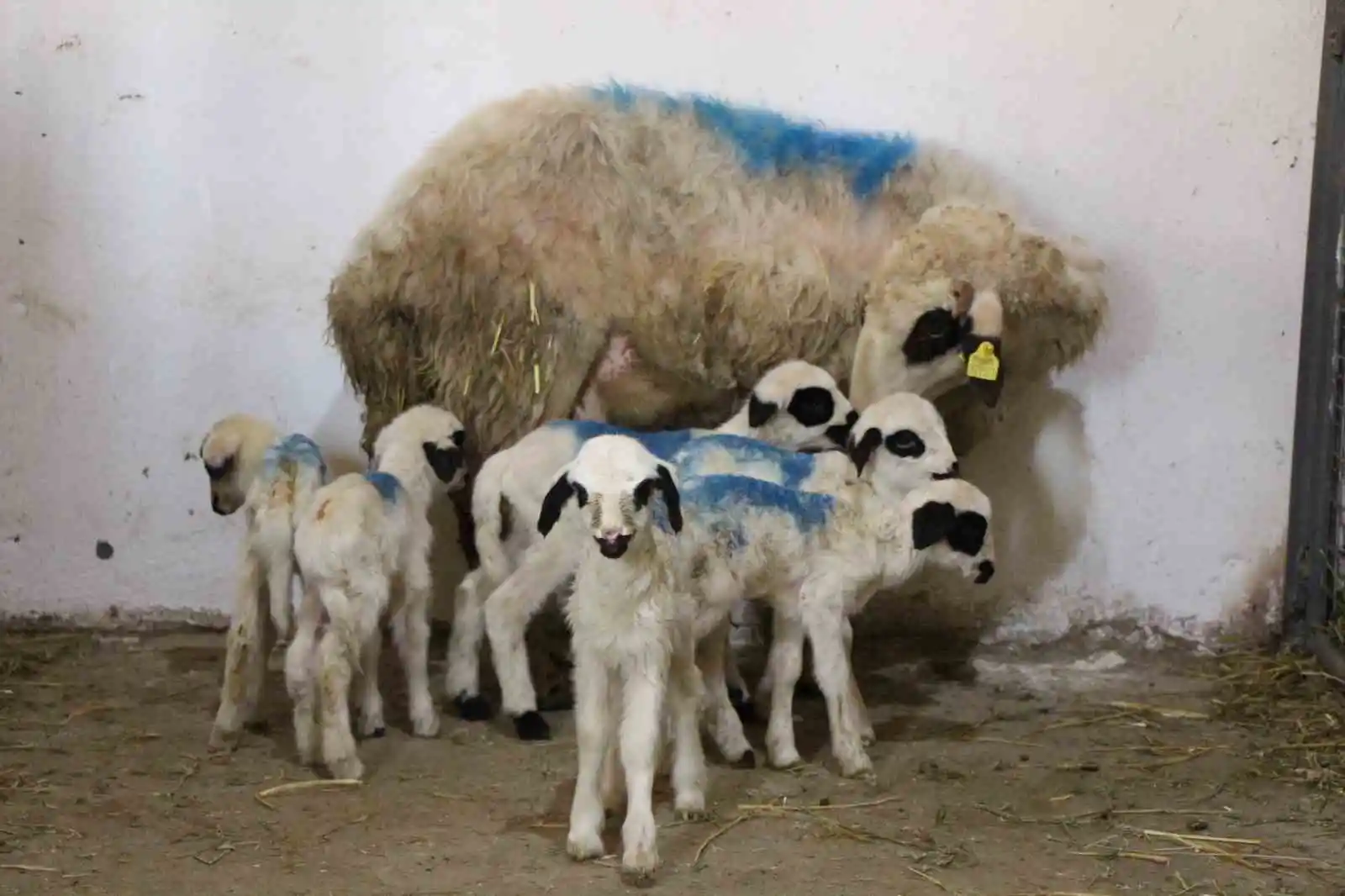 Amasya'da koyun altız yavruladı