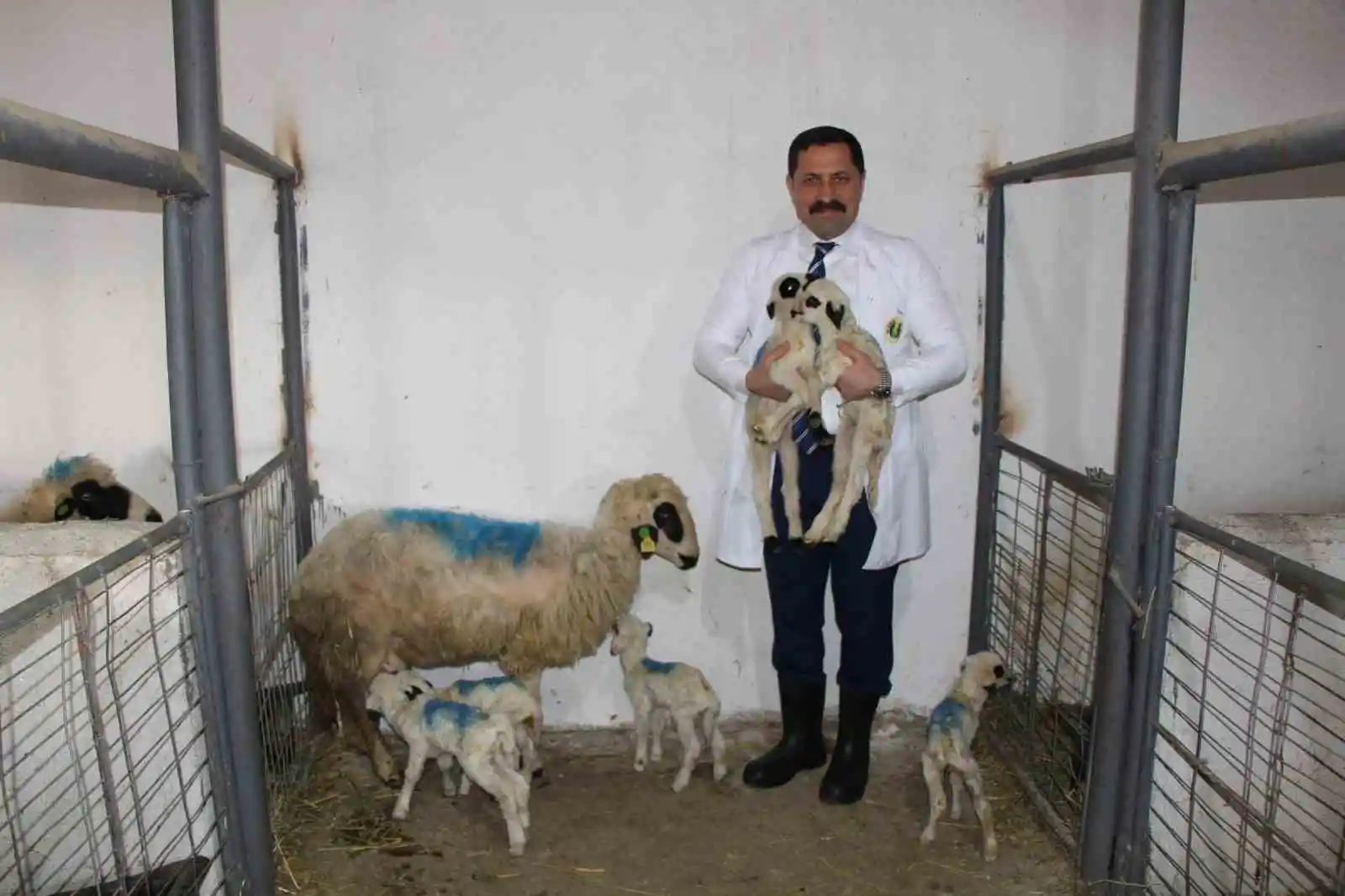 Amasya’da koyun altız yavruladı

