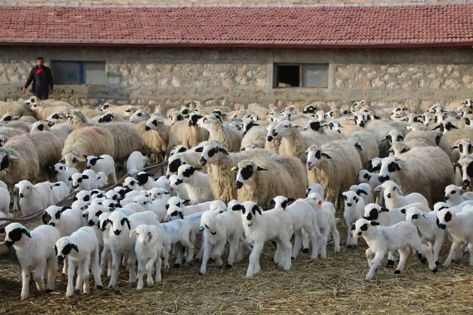 Amasya’da koyun altız yavruladı
