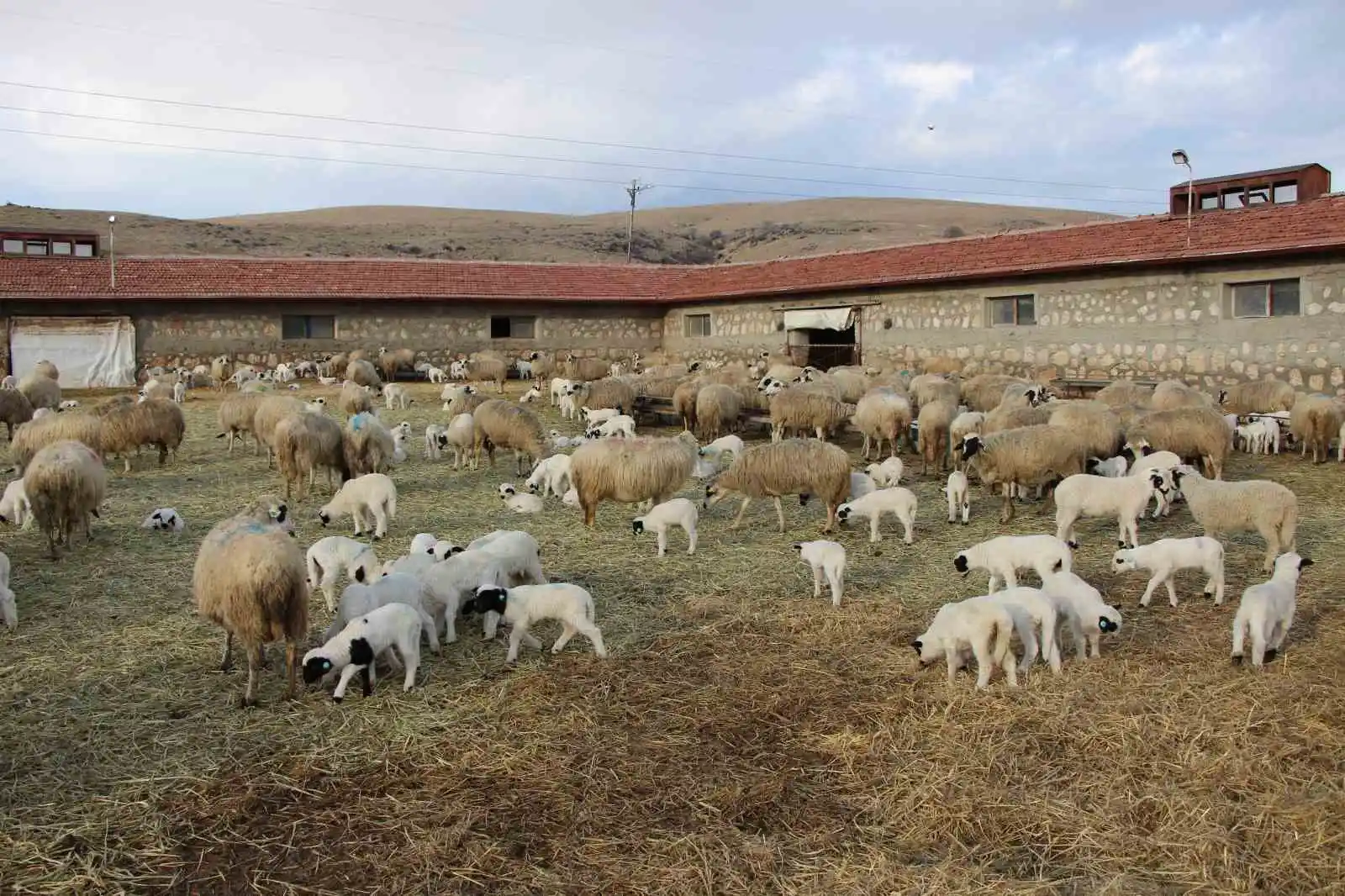 Amasya’da koyun altız yavruladı