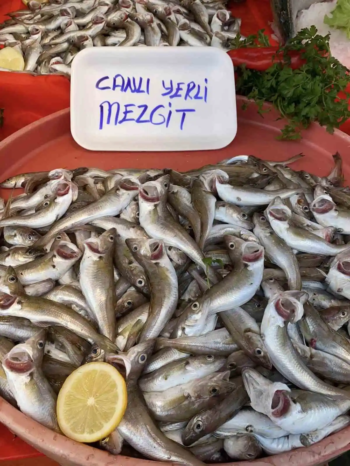 Balıkçılar hamsi bolluğu için soğuk havayı bekliyor
