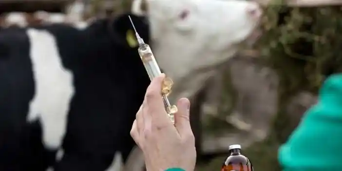 Denizli'de hayvan hastalıklarına karşı aşı takvimi açıklandı
