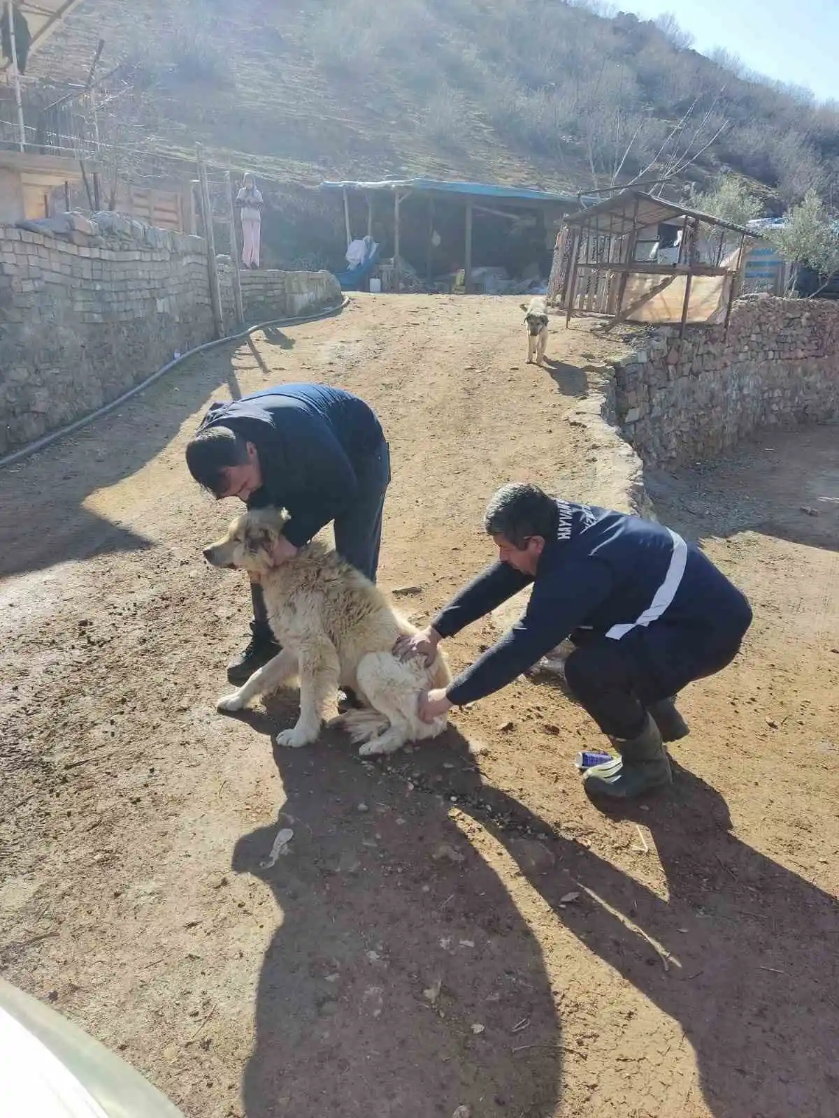 Deprem bölgelerinde hayvan hastalıkları ile mücadele sürüyor
