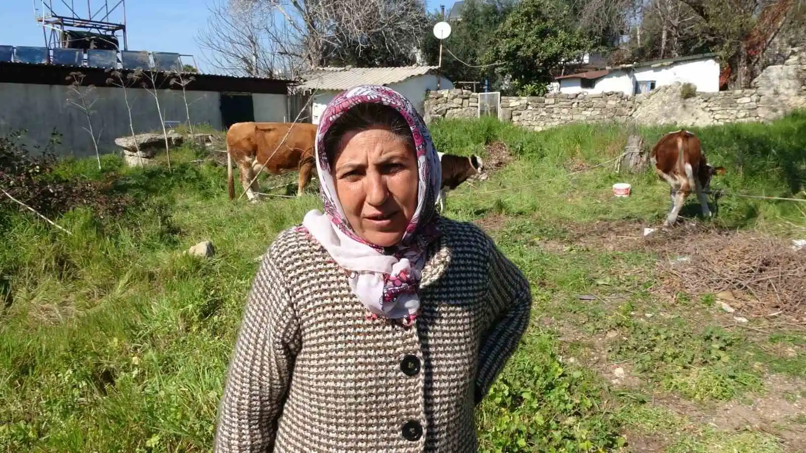 Depremzede kadın ‘hayat arkadaşım’ dediği ineklerini geride bırakmadı