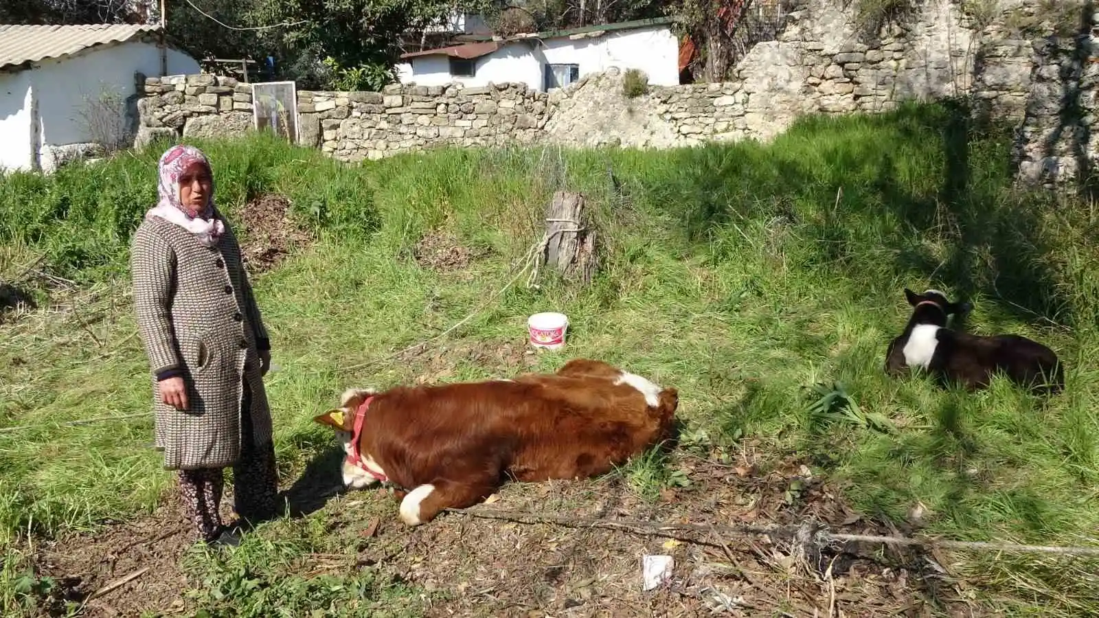 Depremzede kadın ‘hayat arkadaşım’ dediği ineklerini geride bırakmadı