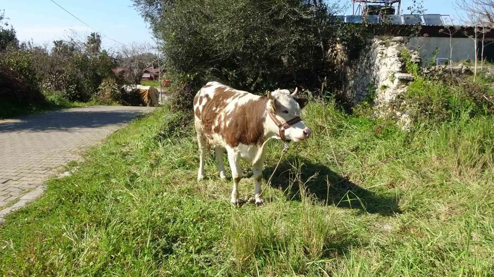 Depremzede kadın ‘hayat arkadaşım’ dediği ineklerini geride bırakmadı