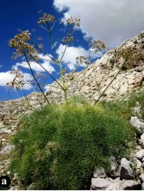 Dünyada sadece Tunceli’de var: Tunceli’de yeni bir çakşır türü keşfedildi