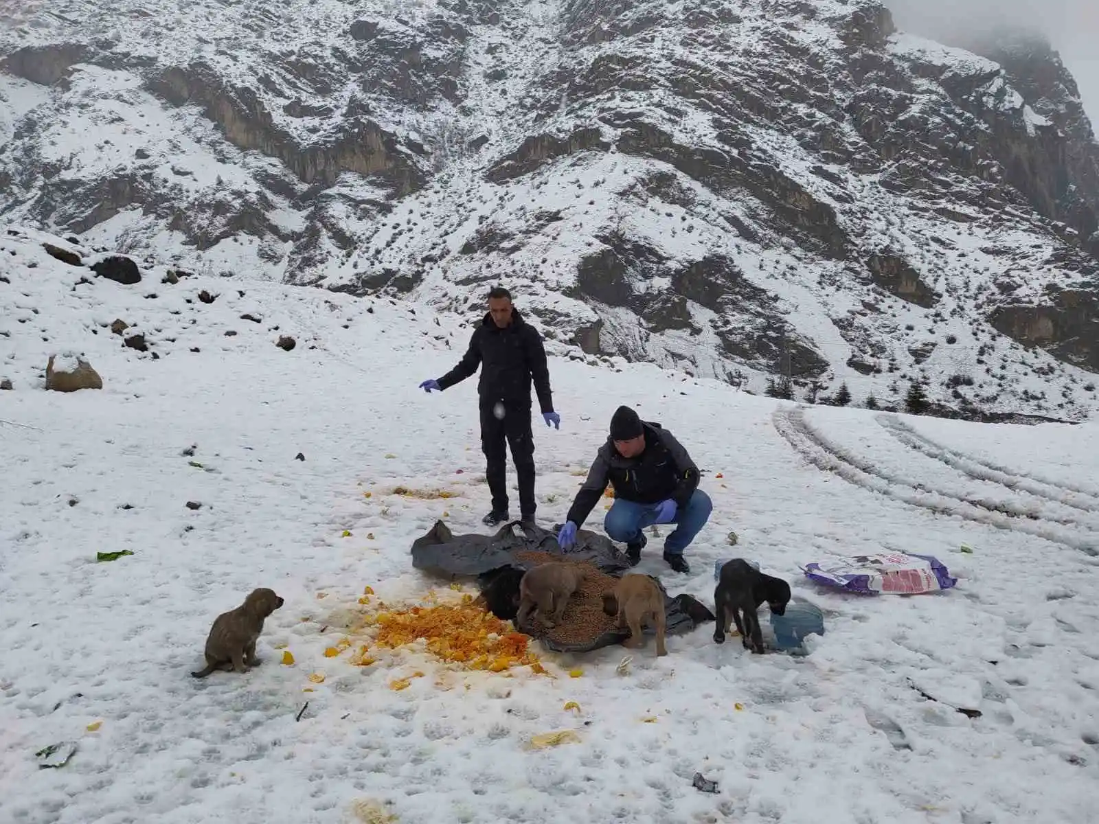 Hakkari’de başıboş köpeklere yiyecek bırakıldı