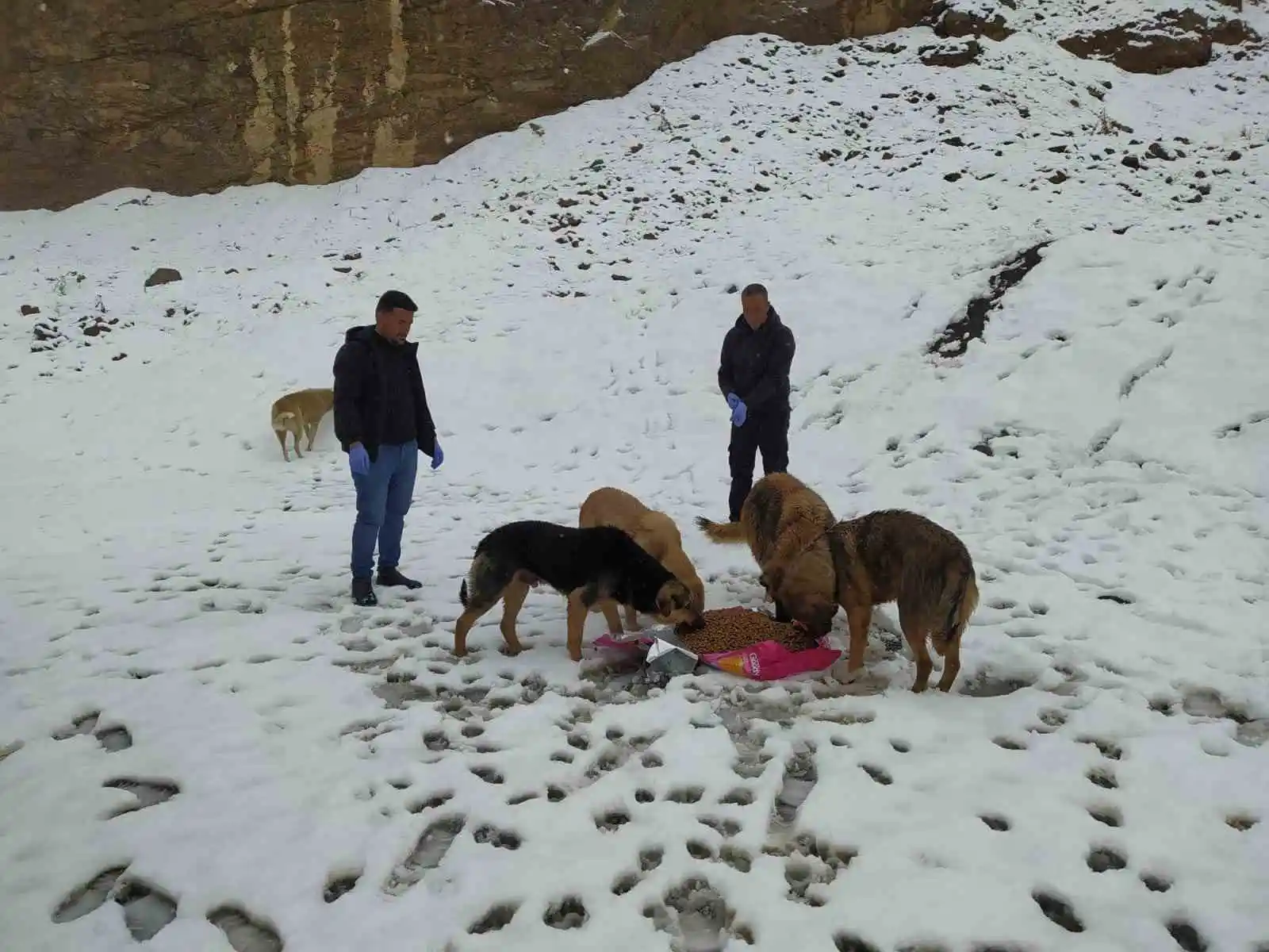 Hakkari’de başıboş köpeklere yiyecek bırakıldı
