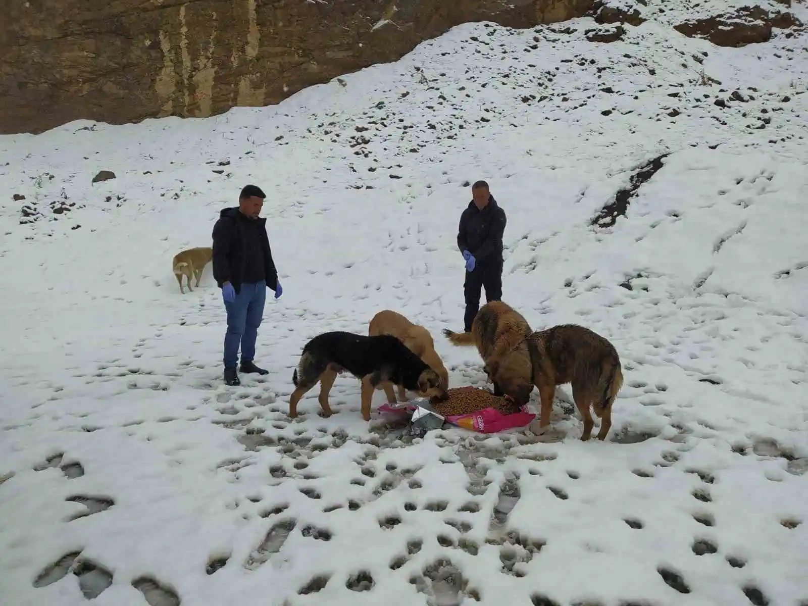 Hakkari’de başıboş köpeklere yiyecek bırakıldı