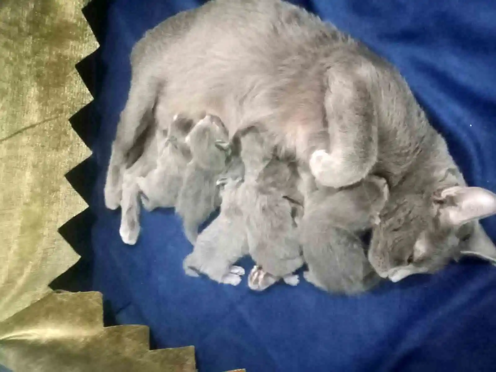 Hatay'da deprem gecesi doğum yapan kedi 5 yavrusunu bırakmadı
