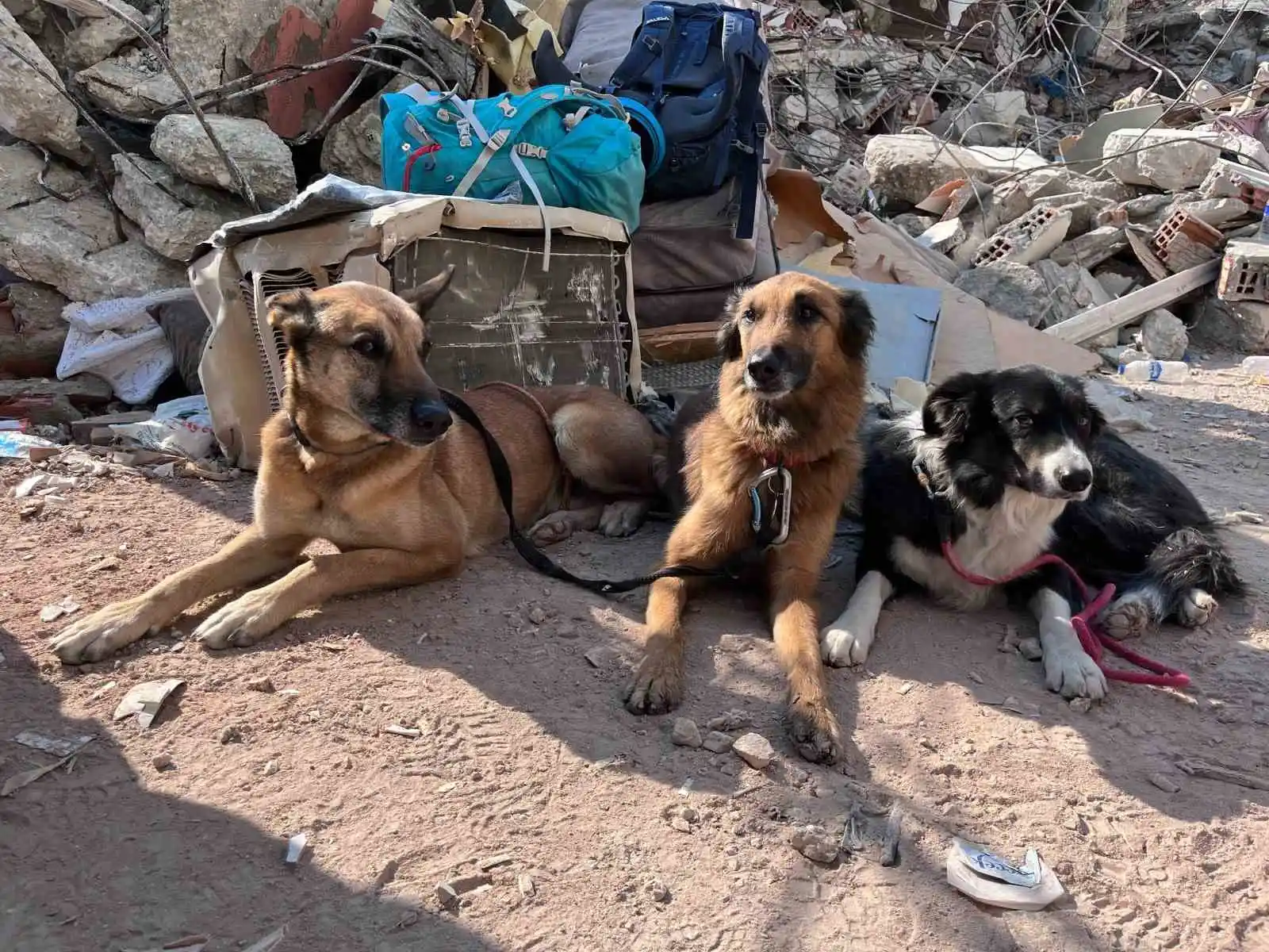 Hatay’da eğitimli köpekler toprak altında ‘can’ aradı
