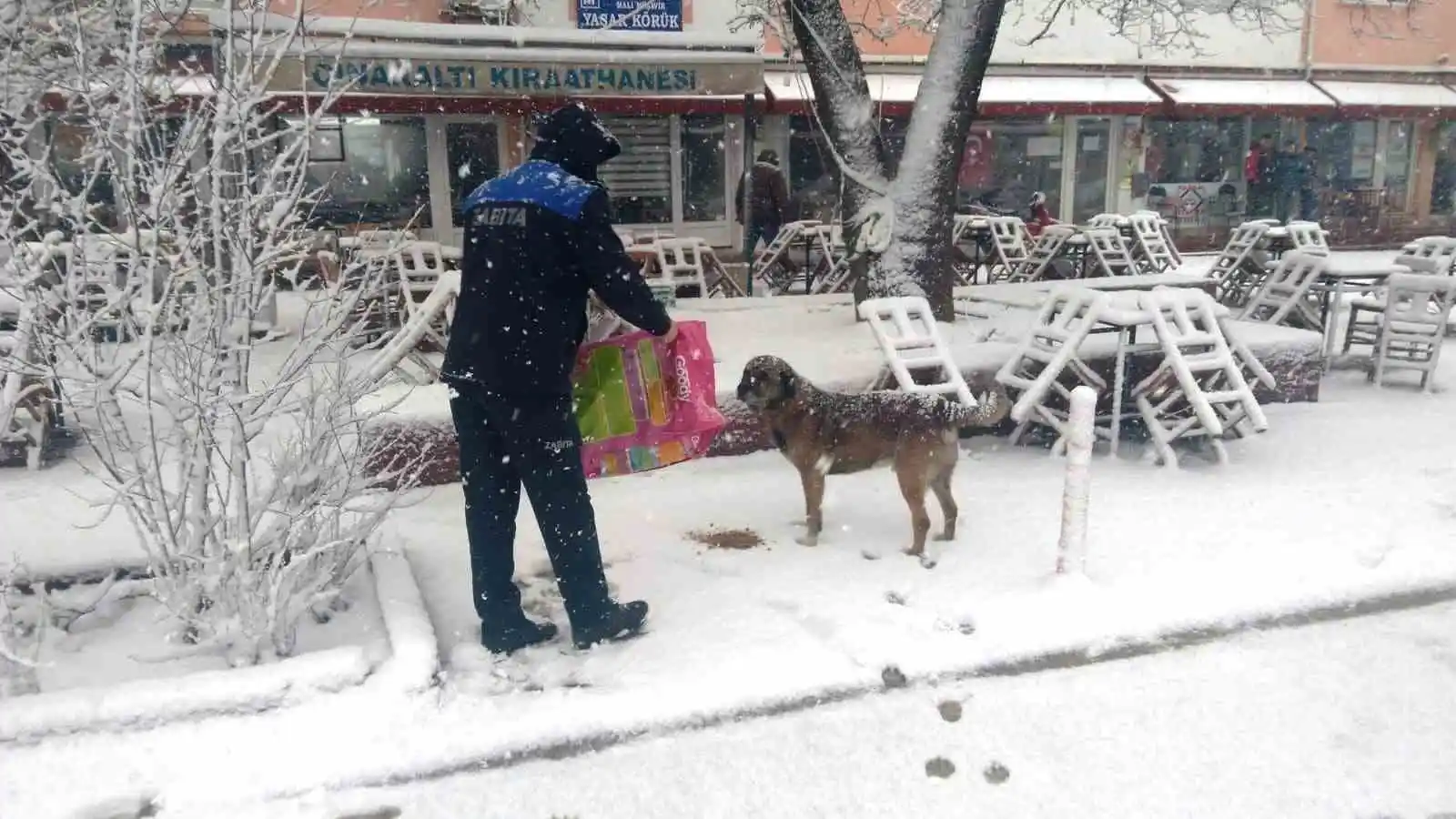 Hisarcık Belediyesi sokak hayvanlarını aç bırakmadı