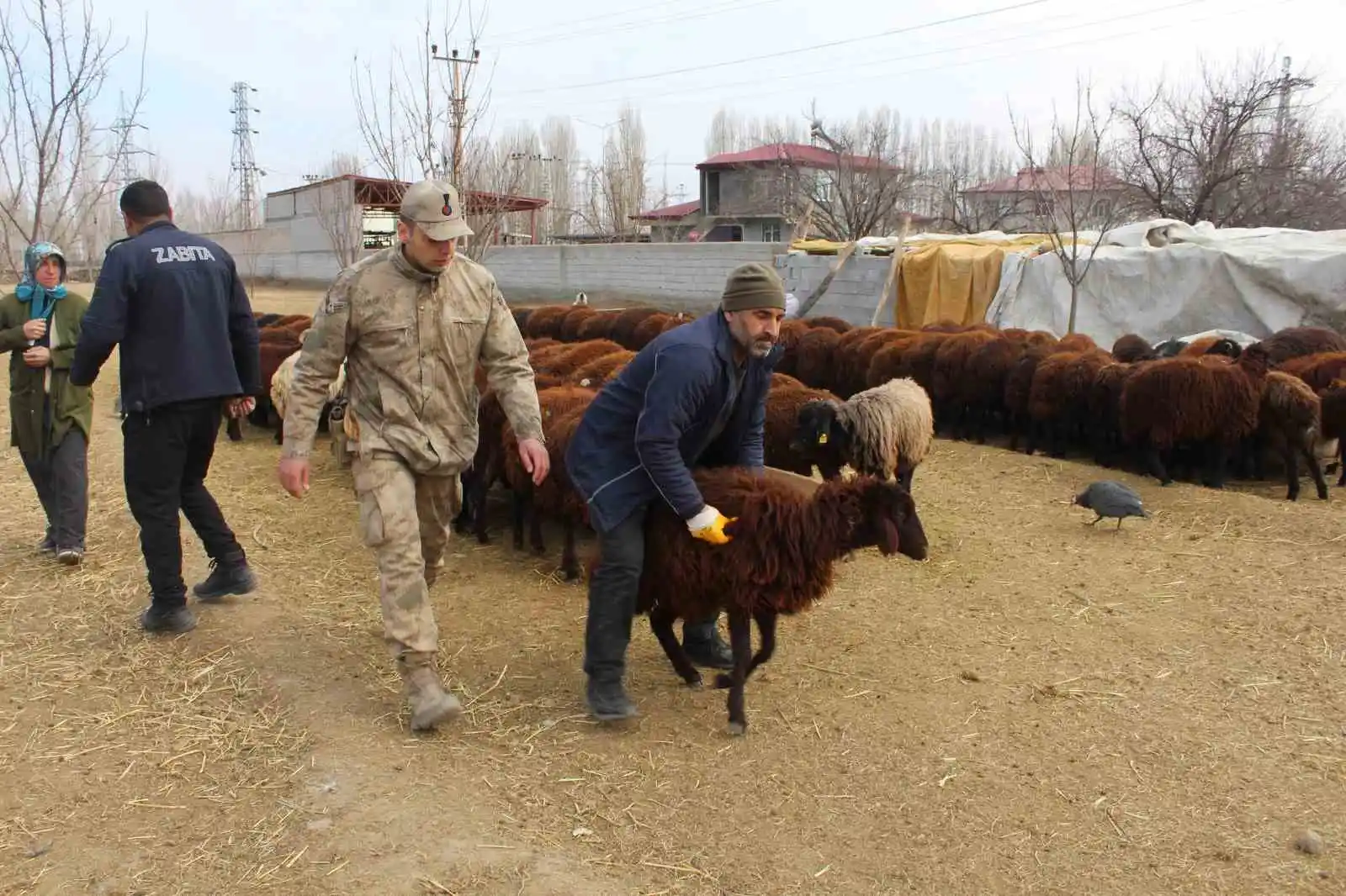 Iğdır’dan deprem bölgesine kavurma için hayvan desteği