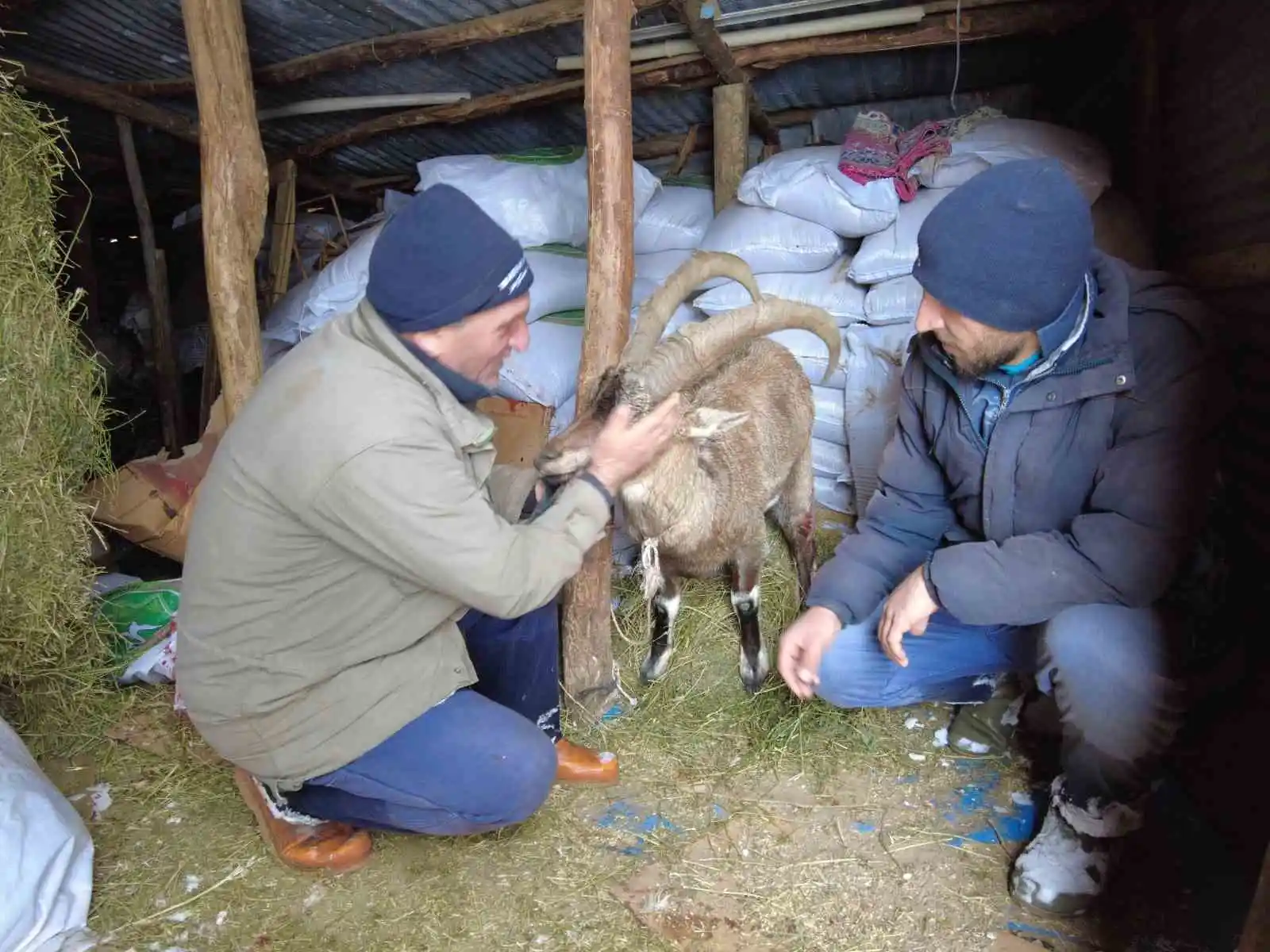 Köpeklerin saldırısından kurtardığı yaban keçisini sevmeye doyamadı