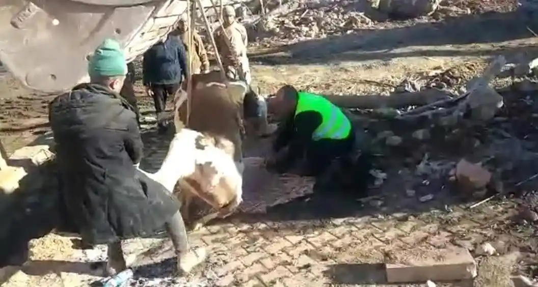 Muş ekibi 300 saat sonra bir ineği canlı çıkardı