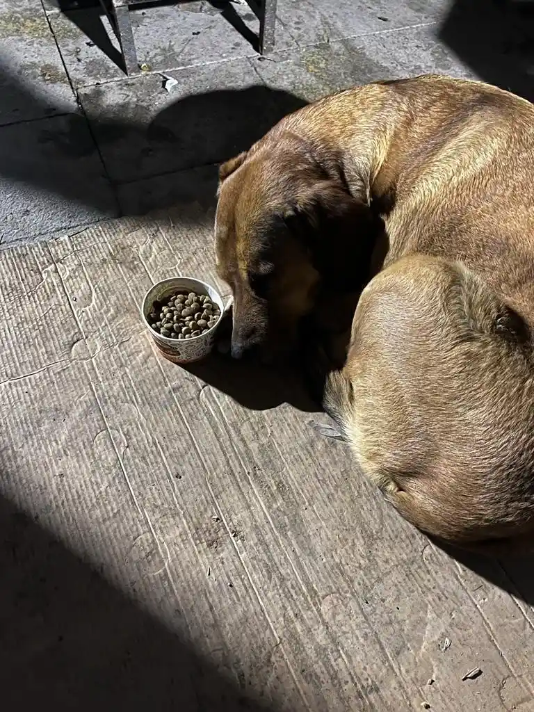 Sahibini depremde kaybeden köpeğin görüntüleri izleyenleri şaşırttı
