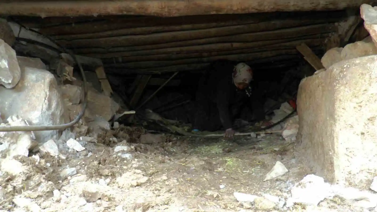 Sürünerek girip enkazın altındaki ineğini besliyor