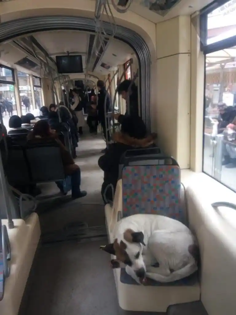 Tramvayda yolculuk ederek soğuktan kaçındılar
