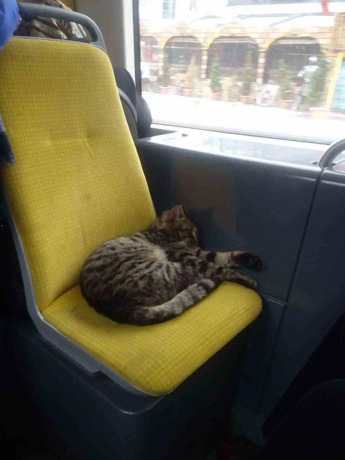 Tramvayda yolculuk ederek soğuktan kaçındılar