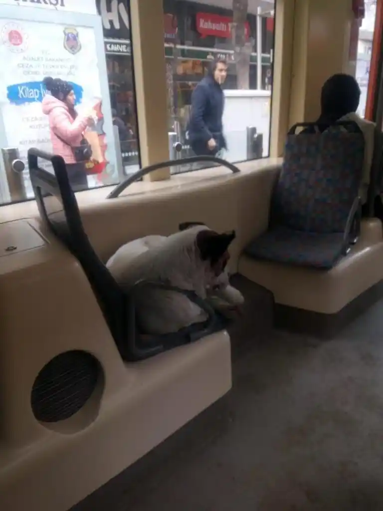 Tramvayda yolculuk ederek soğuktan kaçındılar