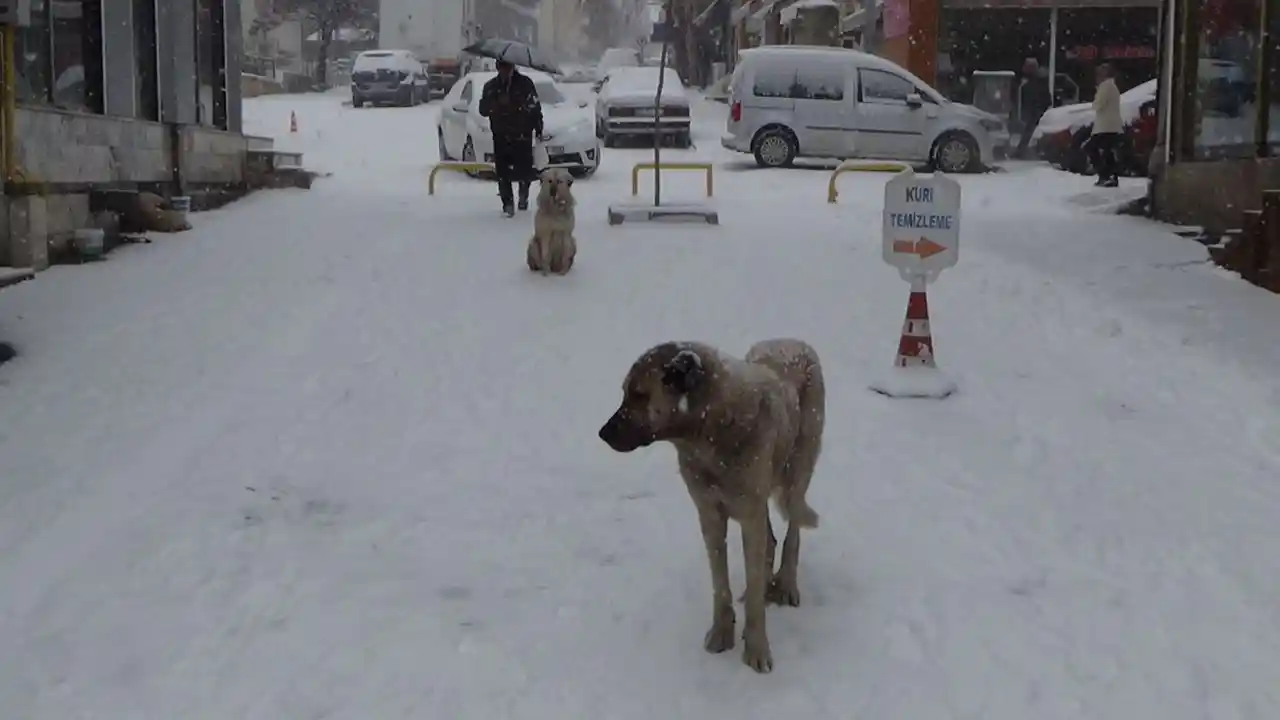 Tunceli’de kar yeniden bastırdı, 251 köy yolu ulaşıma kapandı
