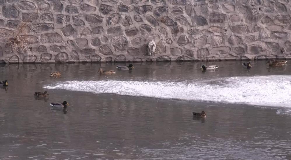 Yaban ördekleri Kars Çayı'nı mesken tuttu