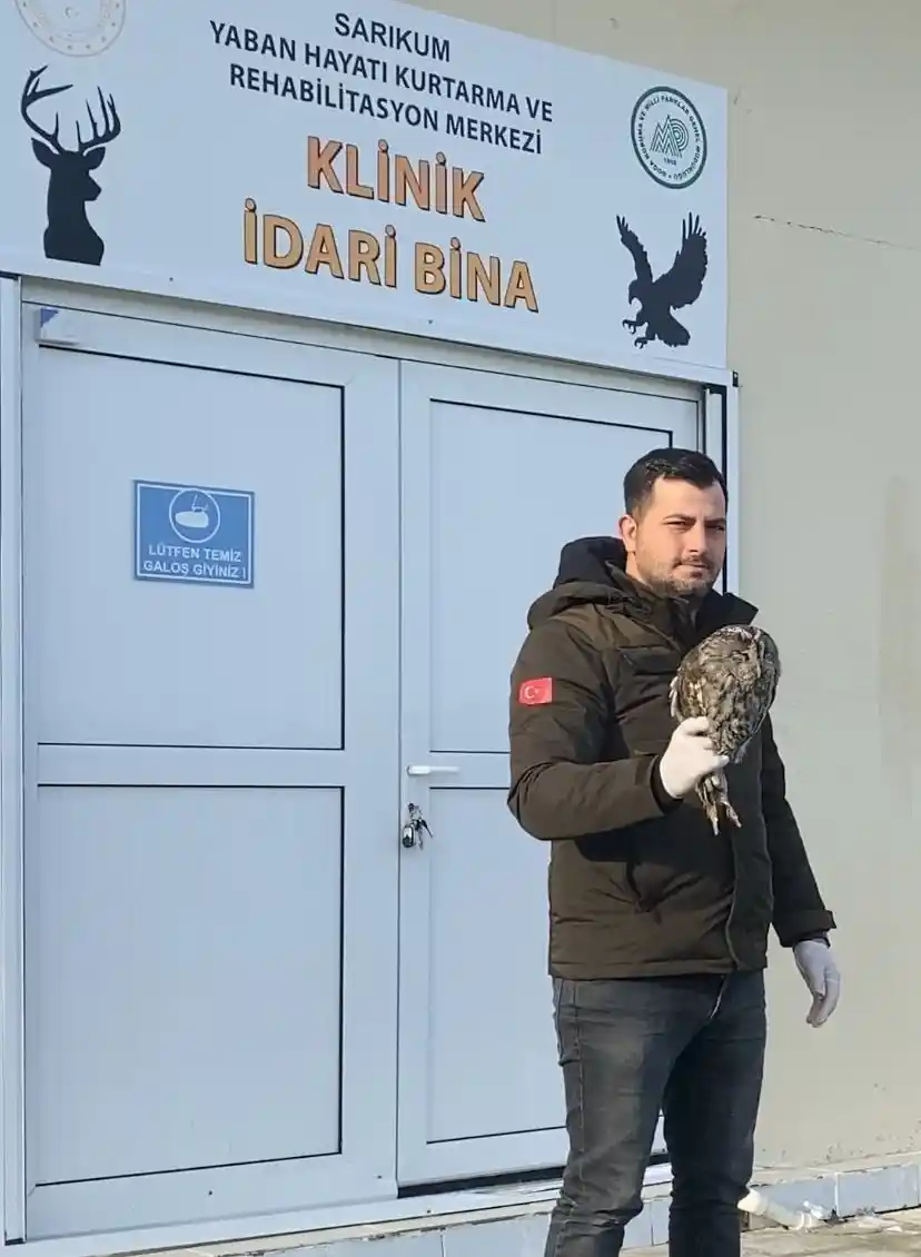 Yaralı halde bulunan baykuş, tedavisinin ardından doğaya salındı