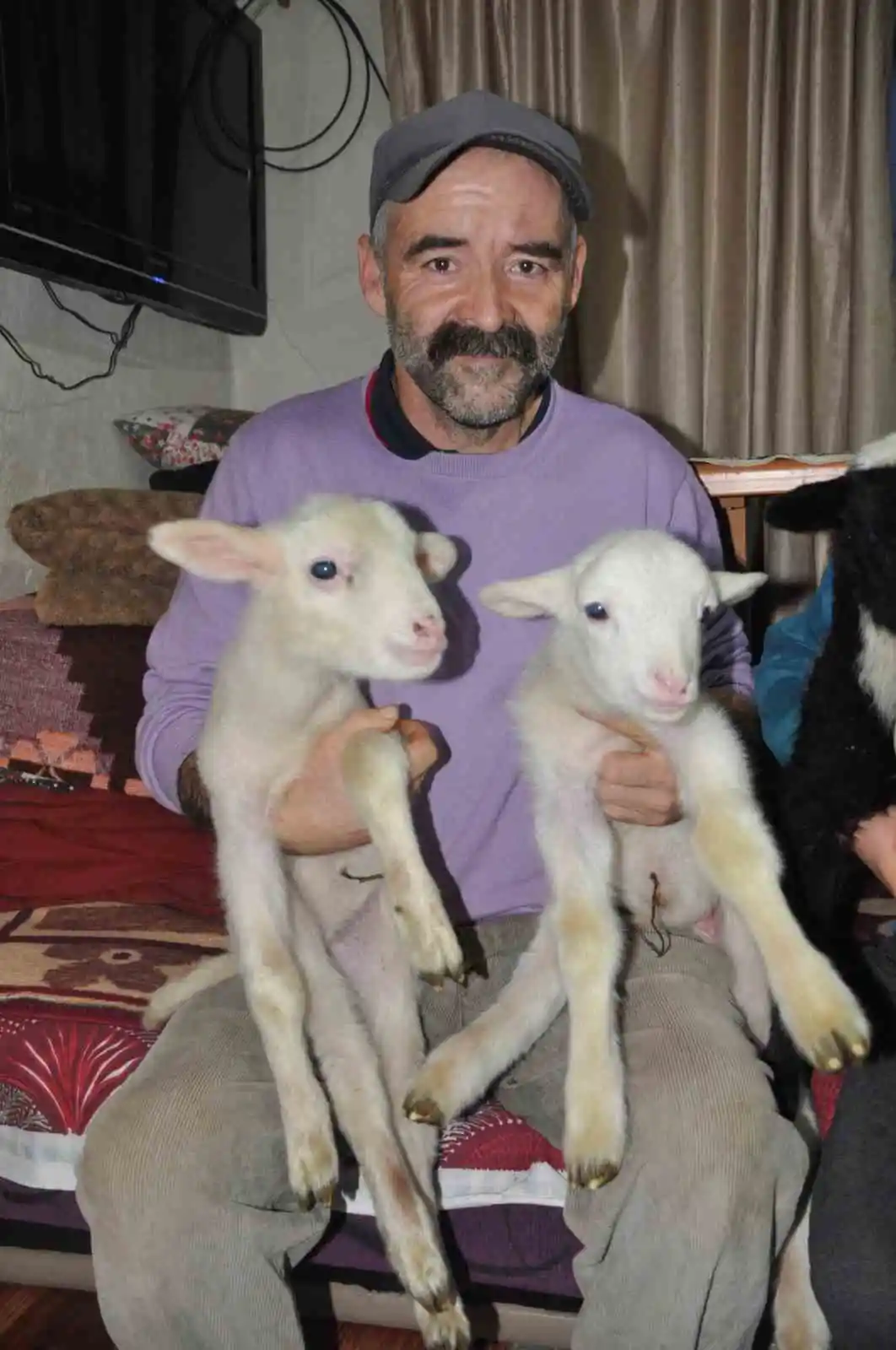 Yeni doğan kuzular donmasın diye evde bakıyorlar