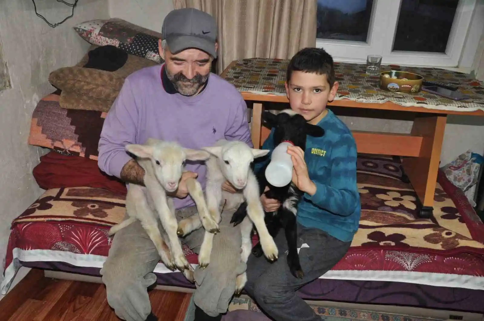 Yeni doğan kuzular donmasın diye evde bakıyorlar