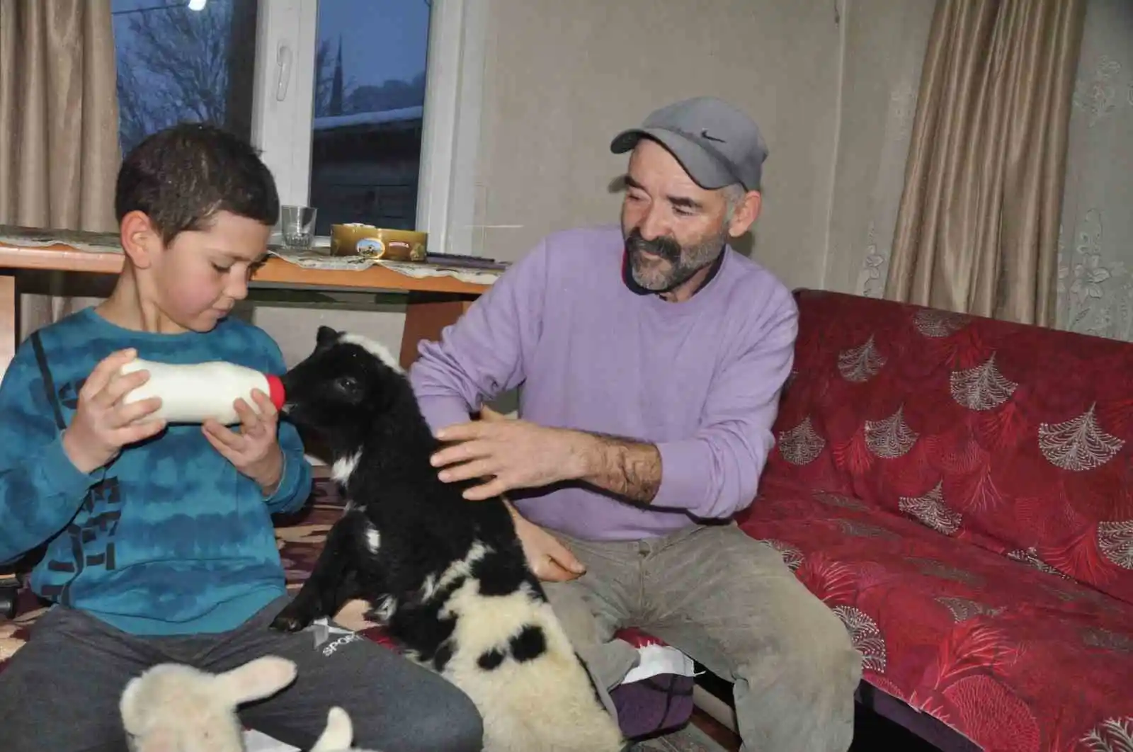 Yeni doğan kuzular donmasın diye evde bakıyorlar