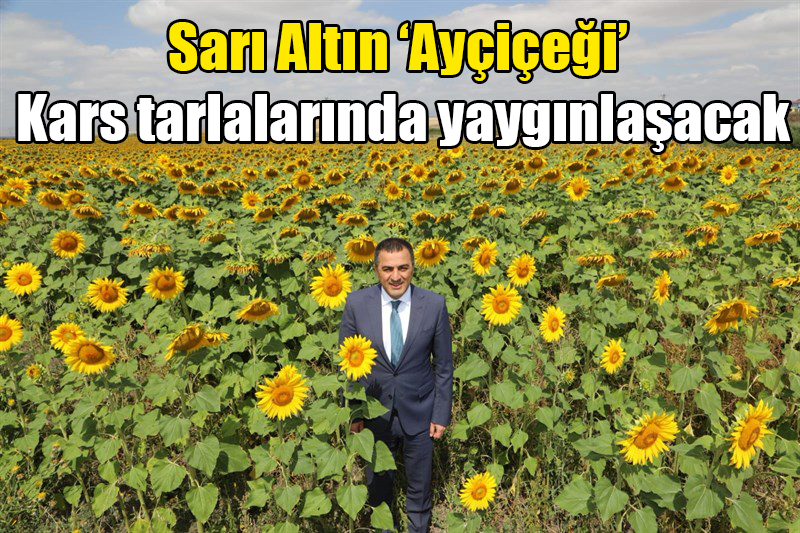 Sarı Altın 'Ayçiçeği' Kars tarlalarında yaygınlaşacak